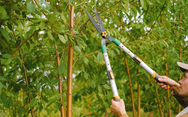 Tree trimming in Melcroft, PA