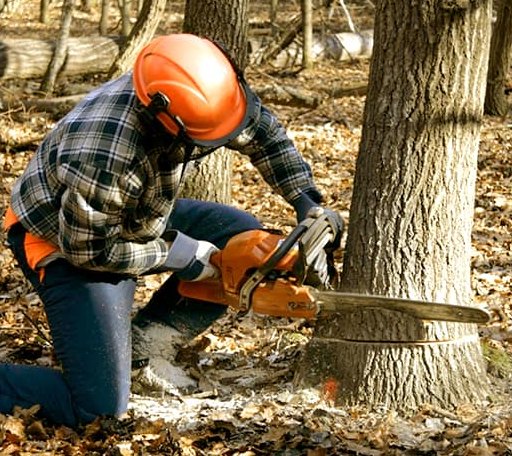 Tree Removal in Melcroft, PA